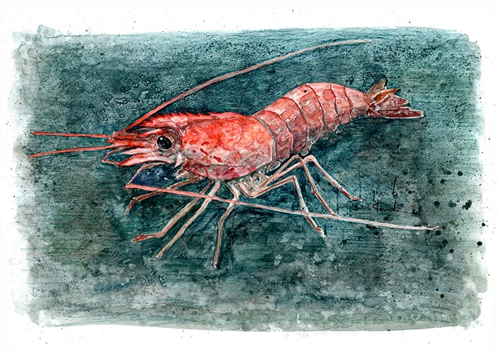 赤海老 画像