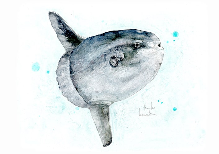 翻車魚 画像