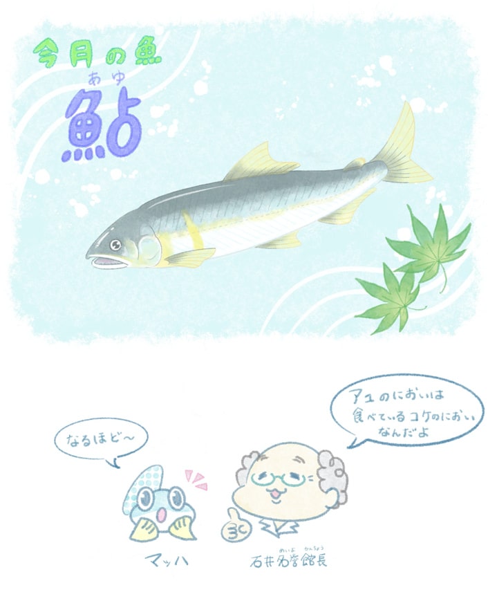 アユ（ナルシマヒカリ）
