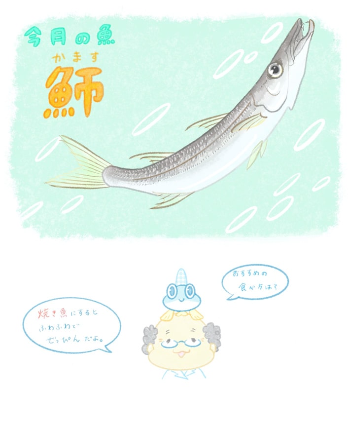 カマス（ナルシマヒカリ）