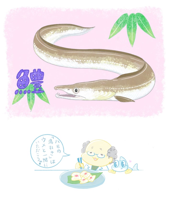 ハモ（ナルシマヒカリ）
