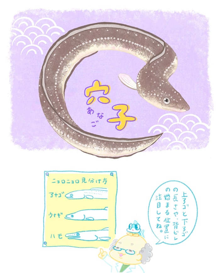 アナゴ（ナルシマヒカリ）