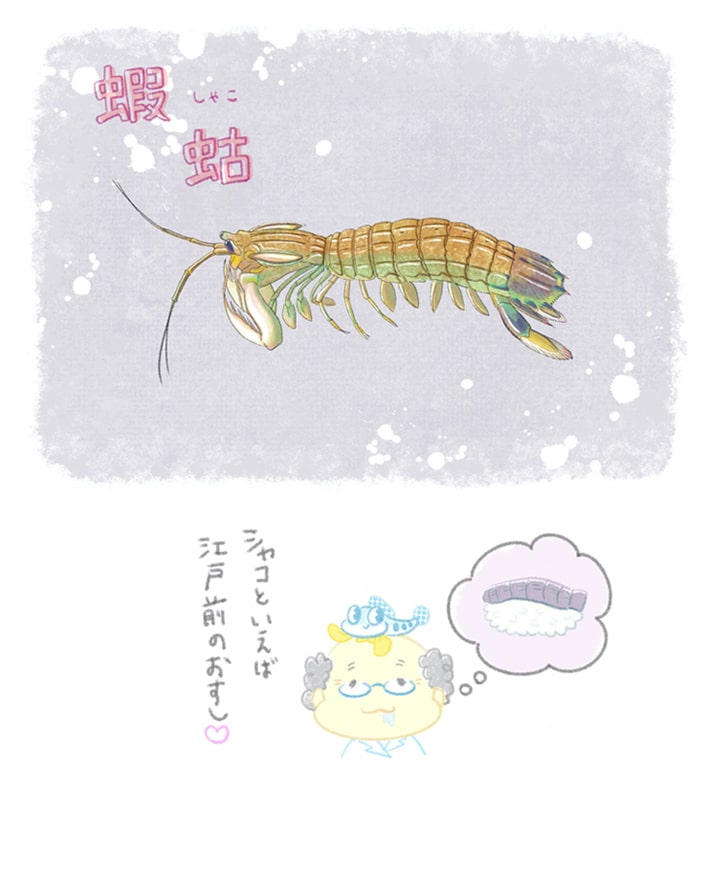 シャコ（ナルシマヒカリ）