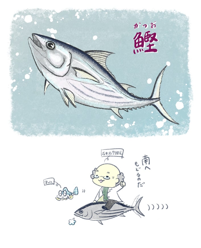 カツオ（ナルシマヒカリ）