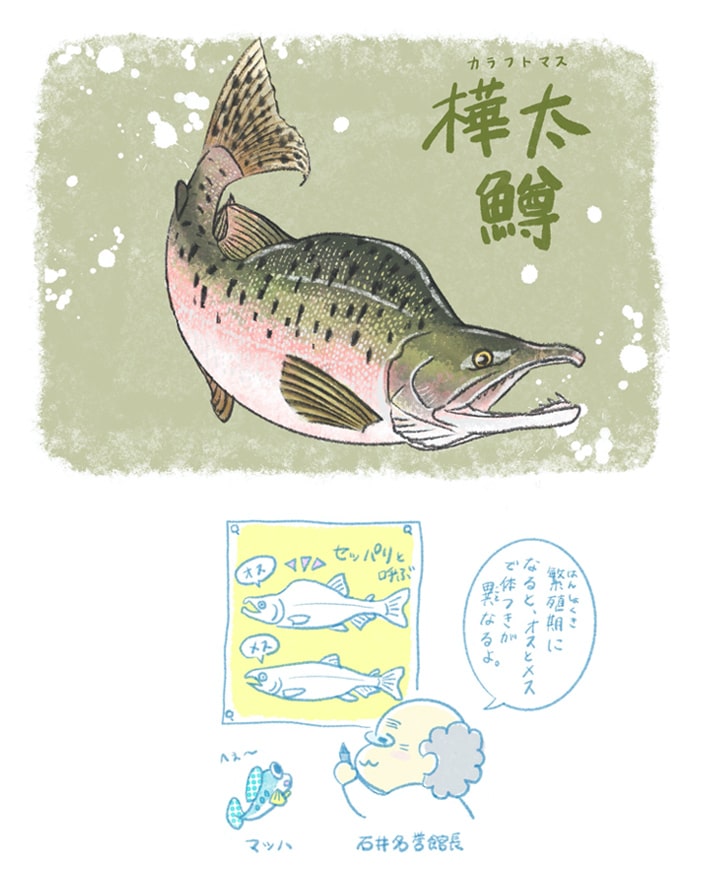 カラフトマス（ナルシマヒカリ）