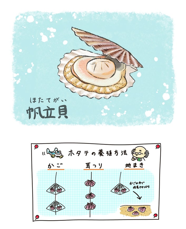ホタテガイ（ナルシマヒカリ）