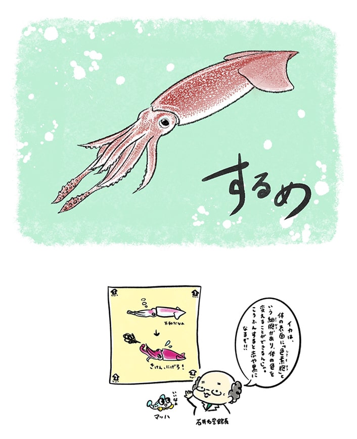 スルメイカ（ナルシマヒカリ）