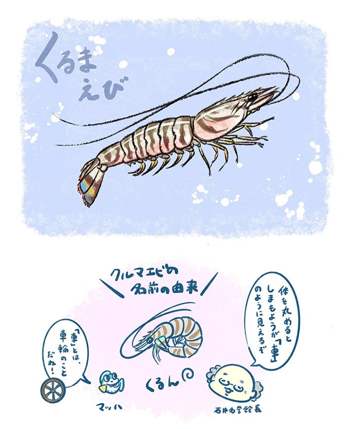 クルマエビ（ナルシマヒカリ）