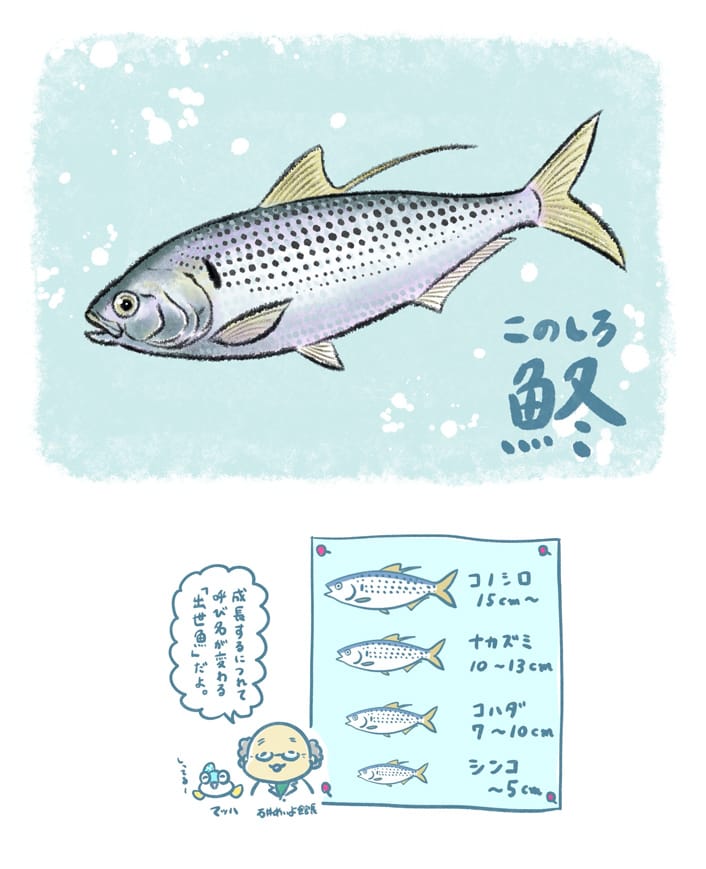 コノシロ（ナルシマヒカリ）